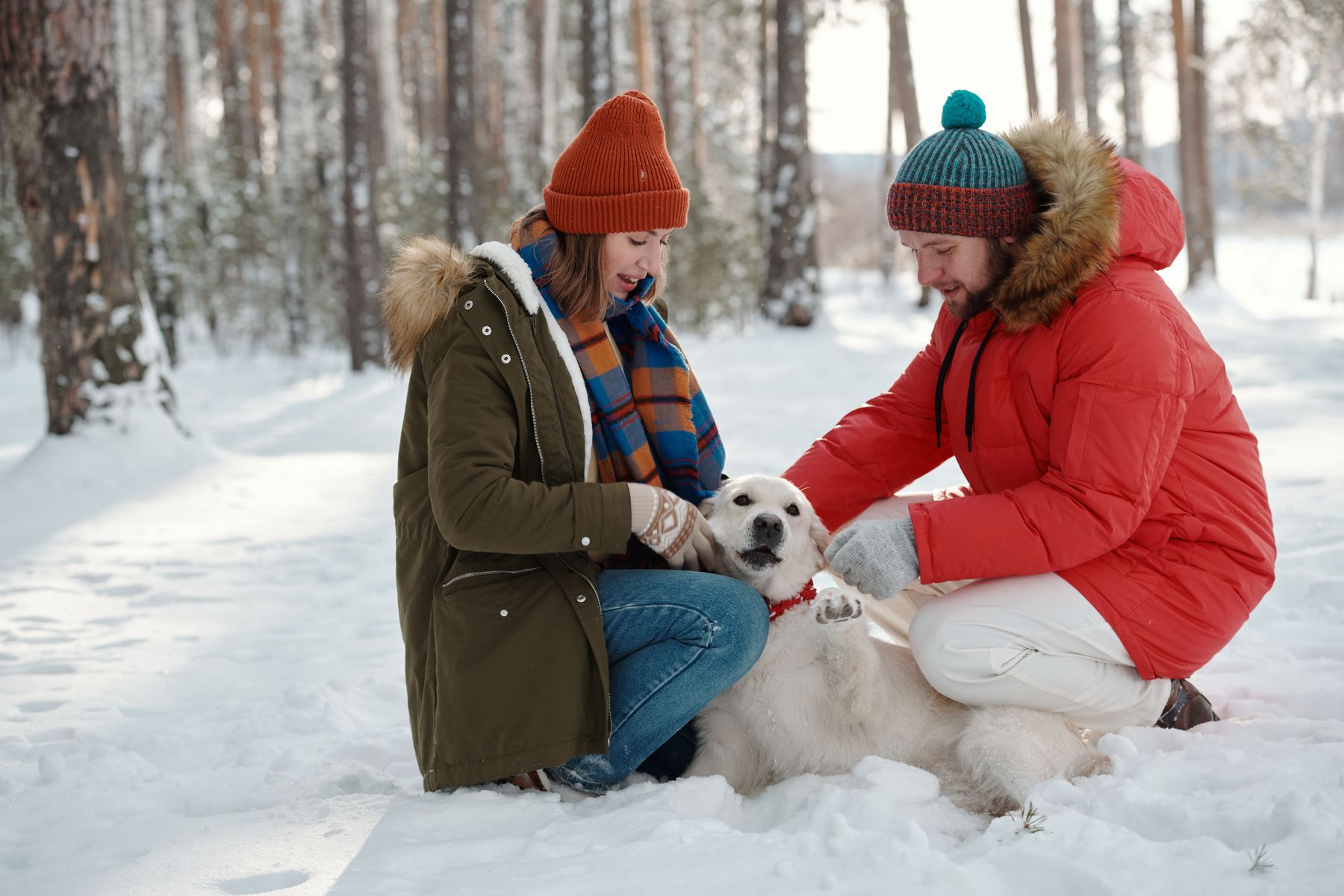 A couple in winter coats with their golden retriever in a snowy Canadian forest