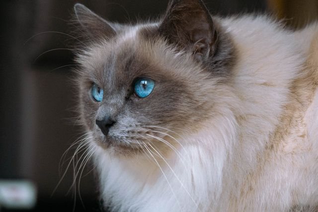 A ragdoll cat