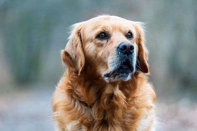 A golden retriever being identified by the PawMaple AI breed scan