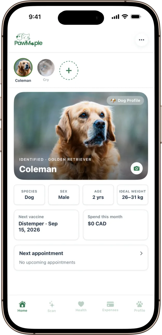 The PawMaple dashboard on an iPhone: the pet switcher, an identified golden retriever, next vaccine and this month's spend