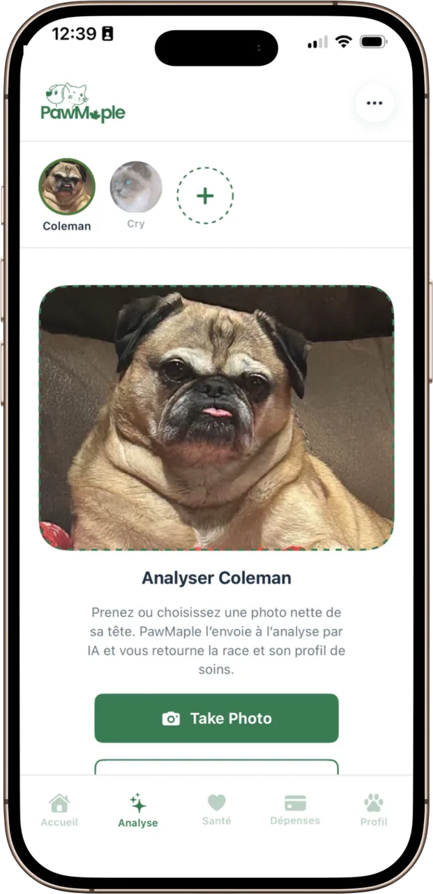 Le résultat du scan de race PawMaple pour un chat : Ragdoll, correspondance de 90 %, poids idéal et guide de soins