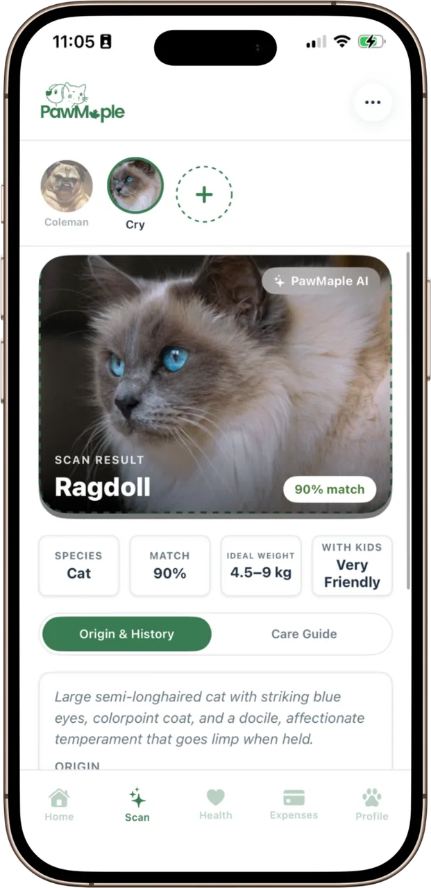 The PawMaple breed scan result for a cat: Ragdoll, 90% match, ideal weight and care guide